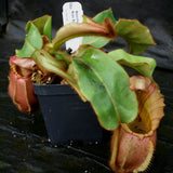 Nepenthes veitchii Bareo Squat