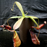 Nepenthes spathulata x hamata, BE-3793