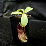 Nepenthes spathulata x hamata, BE-3793