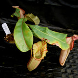 Nepenthes veitchii Kelabit Highlands