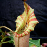 Nepenthes veitchii Kelabit Highlands