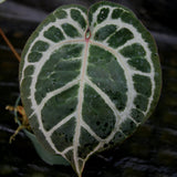 Anthurium Doc Block - F2