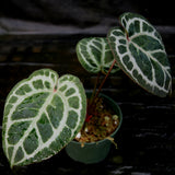 Anthurium Doc Block - F2