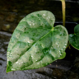 Anthurium Jungle Giant x luxurians