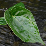 Anthurium Jungle Giant x luxurians