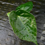 Anthurium Jungle Giant x luxurians