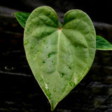 Anthurium Jungle Giant x luxurians