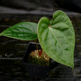 Anthurium Jungle Giant x luxurians