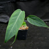 Anthurium aff. cirinoi "Hawaii", CAR-0325