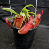 Nepenthes Lady Luck Wholesale