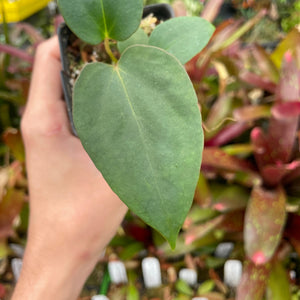 [A229] Anthurium antolakii (BVEP) x (antolakii x portillae)