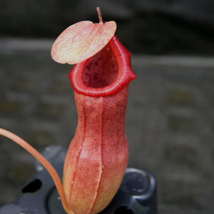 Nepenthes ventricosa x ovata, CAR-0185