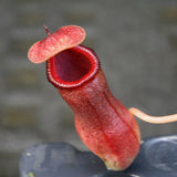 Nepenthes ventricosa x ovata, CAR-0185