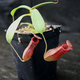 Nepenthes ventricosa x ovata, CAR-0185