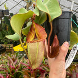 [A232] Nepenthes veitchii (Bareo x Candy Yamada) (XXL, unpotted)