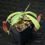 Nepenthes ventricosa x ovata, CAR-0185, pitcher plant, carnivorous plant, collectors plant, large pitchers, rare plants