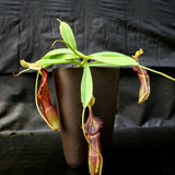 Nepenthes singalana Belirang, BE-3170, pitcher plant, carnivorous plant, collectors plant, large pitchers, rare plants