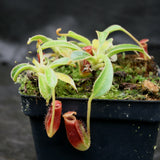 Nepenthes lowii Trusmadi, CAR-0018