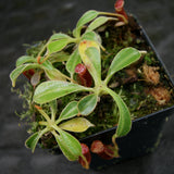 Nepenthes lowii Trusmadi, CAR-0018