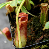 Nepenthes lowii Trusmadi, CAR-0018