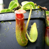 Nepenthes lowii Trusmadi, CAR-0018