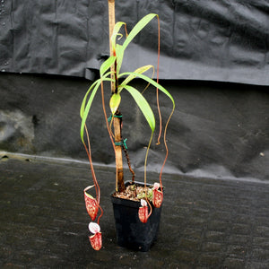 Nepenthes glabrata, BE-4592