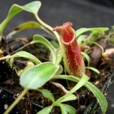 Nepenthes lowii Trusmadi, CAR-0018