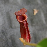 Nepenthes lowii Trusmadi, CAR-0018