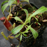 Nepenthes lowii Trusmadi, CAR-0018