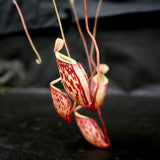 Nepenthes glabrata, BE-4592