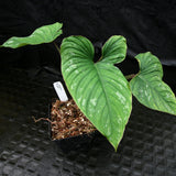 Philodendron mamei