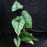 Philodendron mamei