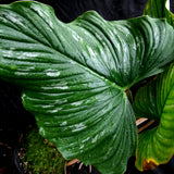 Philodendron mamei