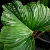 Philodendron mamei