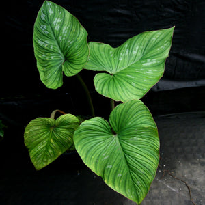 Philodendron mamei