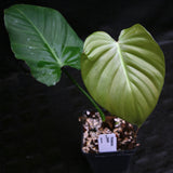 Philodendron lynamii