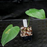 Philodendron lynamii