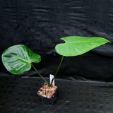 Philodendron lynamii