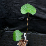 Philodendron lynamii