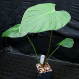 Philodendron lynamii