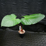 Philodendron lynamii