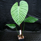 Philodendron lynamii