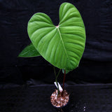 Philodendron lynamii