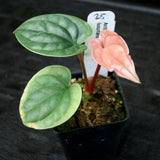 Anthurium luxurians