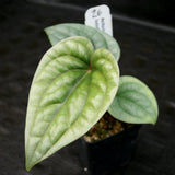 Anthurium luxurians