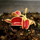 Venus Flytrap - Dionaea muscipula 'Coquillage'