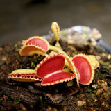 Venus Flytrap - Dionaea muscipula 'Coquillage'