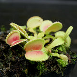 Venus Flytrap - Dionaea muscipula 'Coquillage'