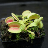 Venus Flytrap - Dionaea muscipula 'Coquillage'