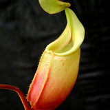 Nepenthes veitchii x mira BE-3696